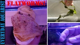 3 Ways To Get Rid Of Red Flatworm Planaria In Saltwater Aquarium [upl. by Ninerb]