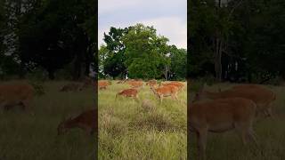 Barasingha  Swamp deer  Kanha tiger reserve swampdeer kanhatigerreserve shorts ytshorts [upl. by Hattie]