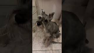 Slippery Floor Vlog of My Dog Goma [upl. by Duwalt]