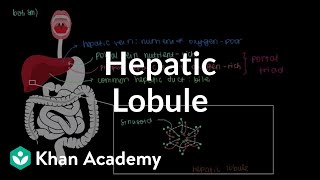 Hepatic lobule  Gastrointestinal system physiology  NCLEXRN  Khan Academy [upl. by Sherar]