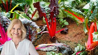 How to Grow and Freeze Swiss Chard [upl. by Theadora896]