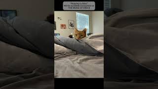 Napping Lullaby — A little lullaby with my cat Chloe Enjoy meetmypet themusicoferikb [upl. by Edaw]