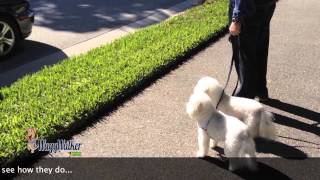 Two Bichons on WaggWalkers  Dog Training of Fort Myers  Patrick Logue [upl. by Ytima579]