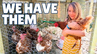 Getting Rescue Hens and our first night with chickens [upl. by Yerd]