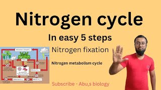 Nitrogen cycle in 5 simple steps  Nitrogen fixationnitrogen metabolismdigramatic explanation [upl. by Kimmie]