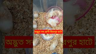 কবুতর হাটে অদ্ভুত সব প্রাণীর আগমণ  Kobutor  কবুতর  Pigeon kobutor কবুতর pigeon shorts yt [upl. by Bywaters]