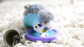 Budgie Sounds Talking to the mirror [upl. by Aniratak]