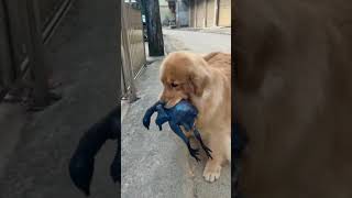 Golden Retriever going to buy chicken meat dog shorts [upl. by Nelav]