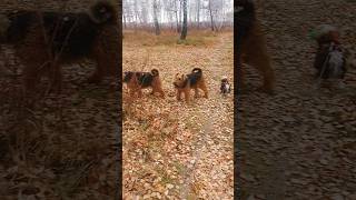 Стая youtobik yorki puppy yorkies airedale doglife dog doglover lovepets süßer Hund cute [upl. by Elwyn7]