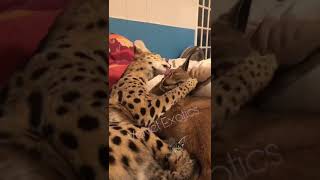 Serval amp Caracal funny slap fight [upl. by Nilyahs810]