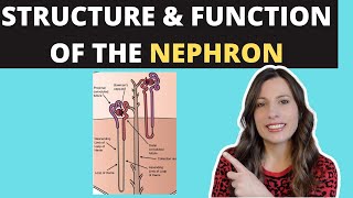 Structure of the NEPHRON Alevel Biology Ultrafiltration and selective reabsorption in the kidney [upl. by Adhamh151]