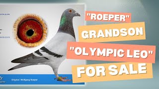 quot Roeper quot Top Class Racing Pigeon Born Out From quot Olympic Leo quot For Sale In Herbots Pigeons Auction [upl. by Yhtamit]