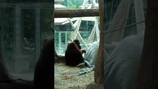 Bornean Orangutan zoo virginazoo [upl. by Leodora]