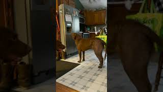 Clever Boy Pup Learns How to Use Owners Ice Machine [upl. by Lauri532]