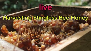 The abundant harvest of stingless bee honey stinglessbee asmrsound [upl. by Drannel]