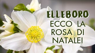 Elleboro ecco come prendersi cura della Rosa di Natale [upl. by Yecam]