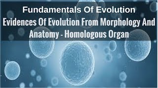 Evidences Of Evolution From Morphology And Anatomy  Homologous Organ [upl. by Carrillo]