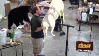 Taxidermy Time Lapse  Aoudad [upl. by Bellew]