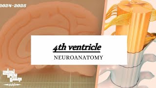 4th Ventricle Neuroanatomy lec 4 [upl. by Halyahs]