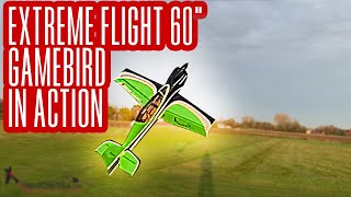 Extreme Flight 60quot Gamebird at LAC Ed [upl. by Yrehcaz856]