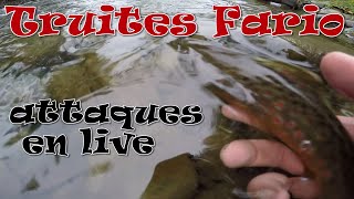 PECHE DE LA TRUITE FARIO EN RIVIERE BELGE [upl. by Adnoloy]