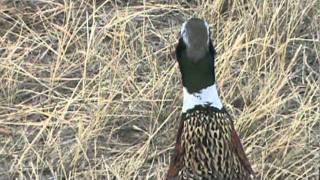 Pheasant hunting in Colorado [upl. by Lotsirhc]