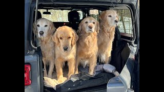 Cargo Dog install In a Jeep Wrangler [upl. by Ailliw]