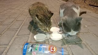 Saving abandon Kitten they are very hungry  puppies drink fresh milk Cute Kitten Drinking Milk [upl. by Ennoitna371]