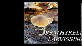 Psathyrella laevissima [upl. by Anrehs]