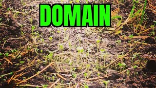 Domain Food Plot Update  Growth After Just 5 Days [upl. by Yusuk]