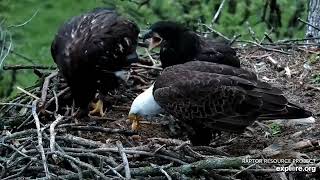 Decorah Eagles  North Nest 22052024 [upl. by Aisatnaf741]