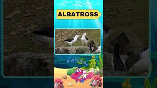 Discover the AMAZING ALBATROSS for Kids kids quiz marinelifewonders facts animalfacts [upl. by Loar]