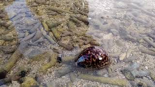 Sea Snail Calf Cowrie Mollusca Gastropoda in Pramuka Island Indonesia [upl. by Laemsi471]