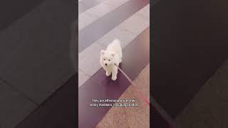 Samoyeds are known for their friendly samoyed dog funny shorts [upl. by Alinoel]