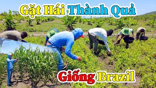 Hùng KaKa ll Gặt Hái Những Thành Quả Đầu Tiên Của Giống Cây Brazil [upl. by Eerehc124]