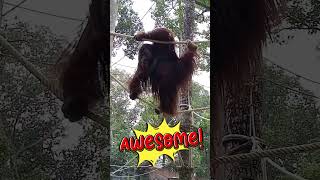 ลิงอุรังอุตังOrangutan 🌳 ลิงอุรังอุตัง สวนสัตว์อุบลราชธานี สัตว์โลกน่ารู้ สัตว์หายาก Amazing [upl. by Akkinahs632]