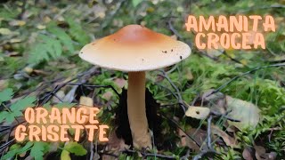 The edible brother of the Deathcap Mushroom😃 Orange GrisetteAmanita Crocea [upl. by Lhadnek]