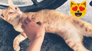 Funniest and Cutest Cat the cat likes to be petted  BONGBONG FAMILY [upl. by Schuyler]