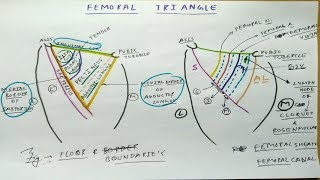 Femoral Triangle  Part 1  Diagram Boundaries Content Femoral Sheath [upl. by Gnav]