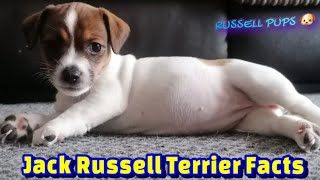 Jack Russell Terrier Facts [upl. by Hy]