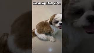 Made my life worthwhile ❤️ trend ↗️ shithzu share ↗️ comments 👥 like 👍🏻 shihtzu shihtzulover [upl. by Aiouqahs132]