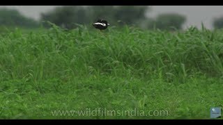 Courtship display of the Lesser Florican a bustard bird species in Rajasthan [upl. by Silbahc]