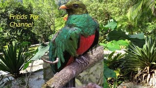 Resplendent Quetzal Bird Sound [upl. by Taffy]