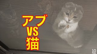 Cat wants to catch the Tabanid ↀωↀ猫パンチ アブを捕まえたい猫 [upl. by Yeltnerb]