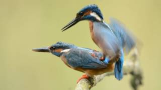 Vroege Vogels  Parende ijsvogels [upl. by Rosemary395]