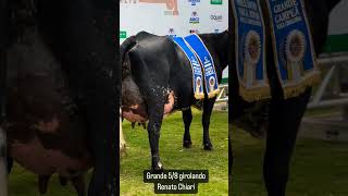 GRANDE CAMPEÃ GIROLANDO 58 EXPO RIO PRETO ganaderias fazenda girleiteiro vaca girolandobrasil [upl. by Joh343]