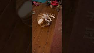 Toby loves his toys catshorts cat cutecats gingercat catsplaying catsofyoutube catvideos [upl. by Perkins]