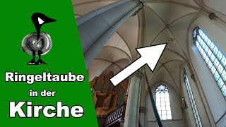 Ringeltaube in der Kirche  Tiernotruf 205 [upl. by Nnylrahc]