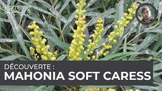 Découverte  le mahonia soft caress [upl. by Namara]