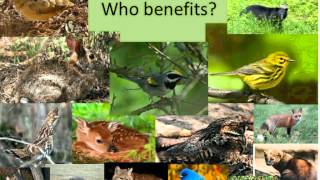 GoldenWinged Warbler Ecology and Guidelines for Creating Breeding Habitat [upl. by Itirp]